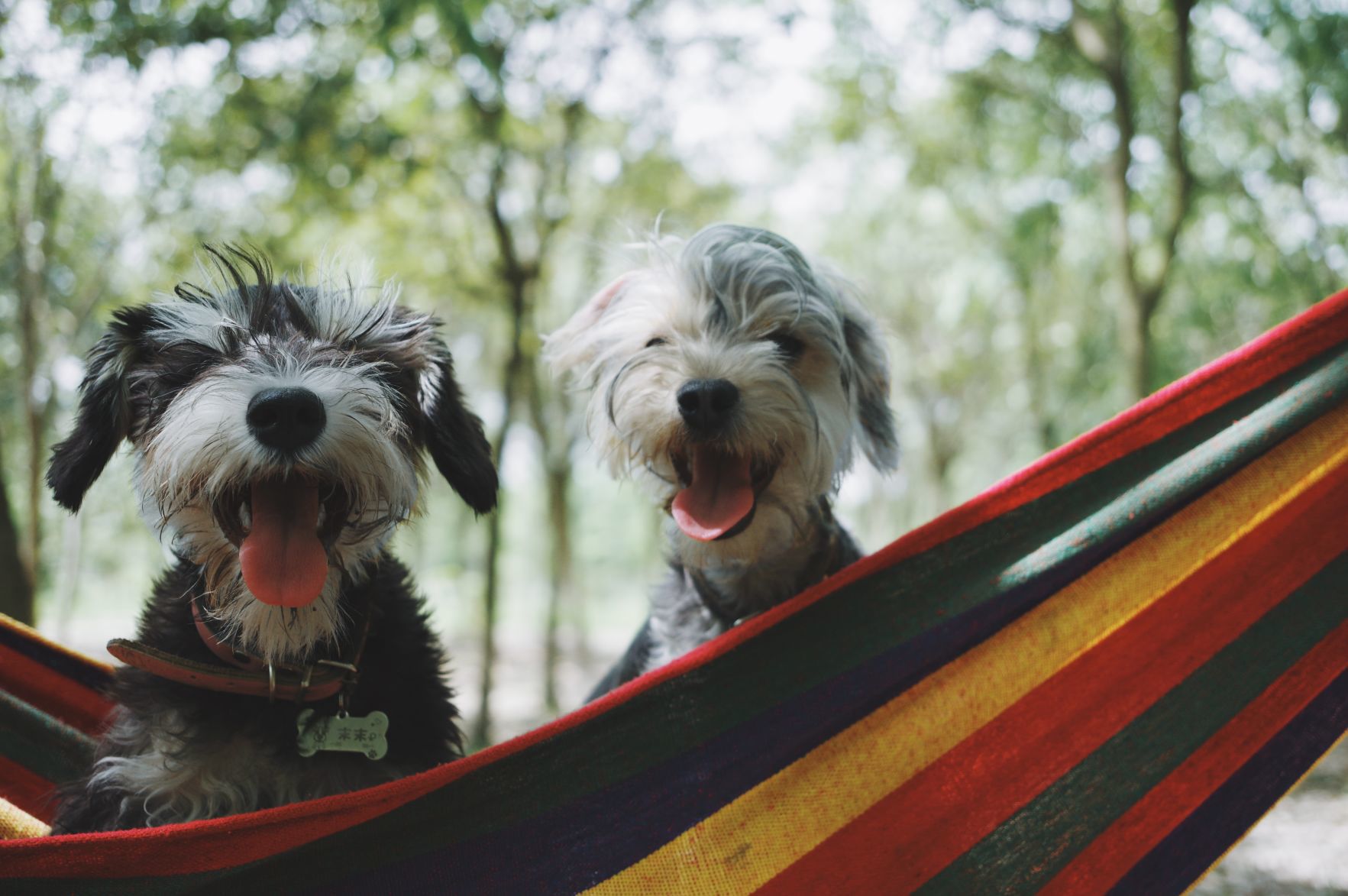 pet-sitting-FHl79chXS6s-unsplash.jpg